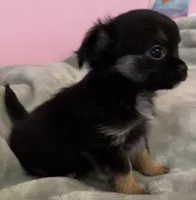 Bear, a male Chihuahua for sale in Shevlin, MN – 6 of 10