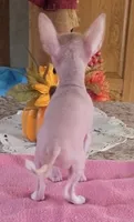 Pinkie, a female Chihuahua for sale in Shevlin, MN – 7 of 10