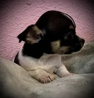 Sunny, a female Chihuahua for sale in Shevlin, MN – 2 of 10