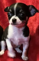 Sandy, a female Chihuahua for sale in Shevlin, MN – 8 of 10