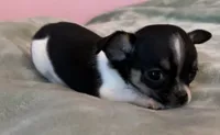 Sunny, a female Chihuahua for sale in Shevlin, MN – 5 of 10