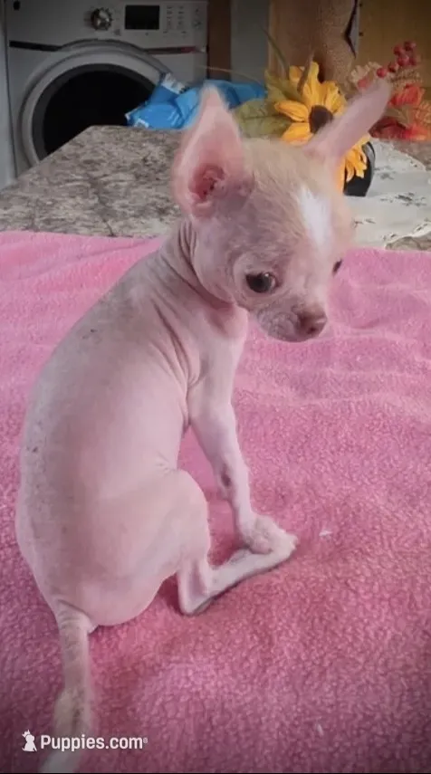 Pinkie, a female Chihuahua for sale in Shevlin, MN – 1 of 10