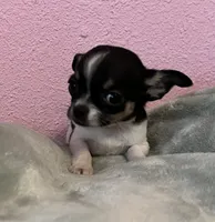 Sunny, a female Chihuahua for sale in Shevlin, MN – 3 of 10