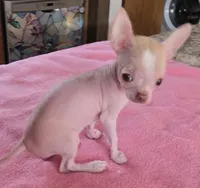 Pinkie, a female Chihuahua for sale in Shevlin, MN – 3 of 10