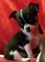 Sandy, a female Chihuahua for sale in Shevlin, MN – 10 of 10
