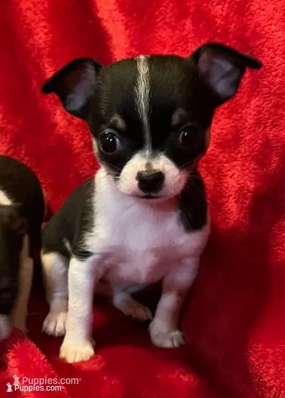 Sandy – Chihuahua puppy for sale in Shevlin, MN