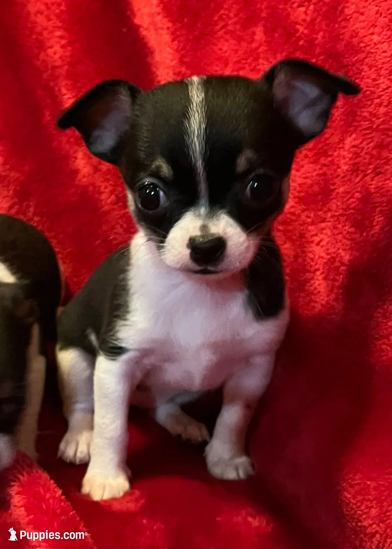 Sandy, a female Chihuahua for sale in Shevlin, MN – 1 of 10