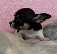 Sunny, a female Chihuahua for sale in Shevlin, MN – 6 of 10