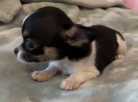 Sunny, a female Chihuahua for sale in Shevlin, MN – 9 of 10