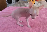 Pinkie, a female Chihuahua for sale in Shevlin, MN – 2 of 10
