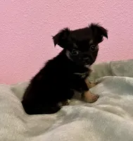 Bear, a male Chihuahua for sale in Shevlin, MN – 9 of 10