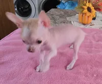 Pinkie, a female Chihuahua for sale in Shevlin, MN – 10 of 10