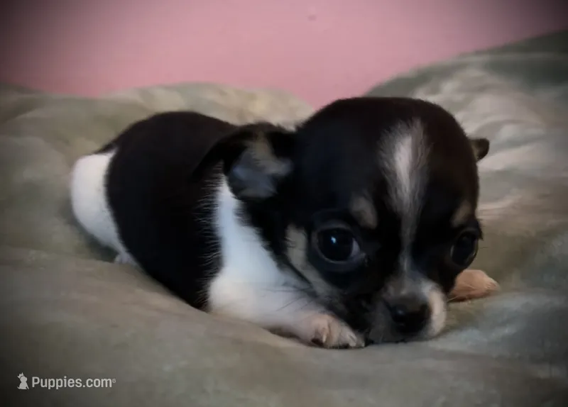 Sunny – Chihuahua puppy for sale in Shevlin, MN