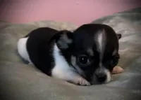 Sunny, a female Chihuahua for sale in Shevlin, MN – 1 of 10