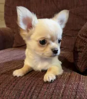 Little Buck, a male Chihuahua for sale in Shevlin, MN – Photo 2 of 8