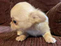 Little Buck, a male Chihuahua for sale in Shevlin, MN – Photo 5 of 8