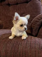 Little Buck, a male Chihuahua for sale in Shevlin, MN – Photo 7 of 8