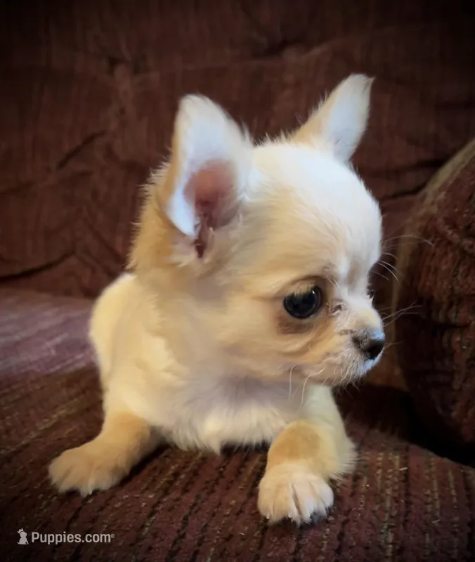 Little Buck, a male Chihuahua for sale in Shevlin, MN – Photo 1 of 8