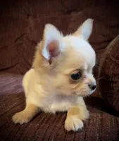 Little Buck, a male Chihuahua for sale in Shevlin, MN – Photo 1 of 8