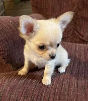 Little Buck, a male Chihuahua for sale in Shevlin, MN – Photo 6 of 8