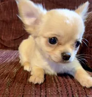 Little Buck, a male Chihuahua for sale in Shevlin, MN – Photo 3 of 8