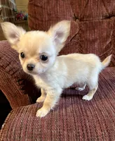 Little Buck, a male Chihuahua for sale in Shevlin, MN – Photo 8 of 8
