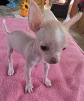 Pinkie, a female Chihuahua for sale in Shevlin, MN – 5 of 10