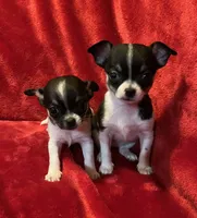 Sandy, a female Chihuahua for sale in Shevlin, MN – 6 of 10