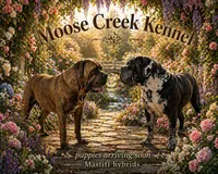 Mastiff hybrids , a  Cane Corso and Olde English Bulldogge for sale in Shevlin, MN – Photo 2 of 2