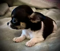 Sunny, a female Chihuahua for sale in Shevlin, MN – 7 of 10