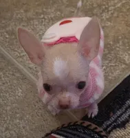 Pinkie, a female Chihuahua for sale in Shevlin, MN – 8 of 10