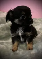 Bear, a male Chihuahua for sale in Shevlin, MN – 4 of 10