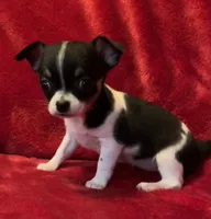 Sandy, a female Chihuahua for sale in Shevlin, MN – 5 of 10
