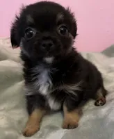 Bear, a male Chihuahua for sale in Shevlin, MN – 8 of 10