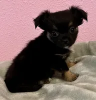 Bear, a male Chihuahua for sale in Shevlin, MN – 2 of 10