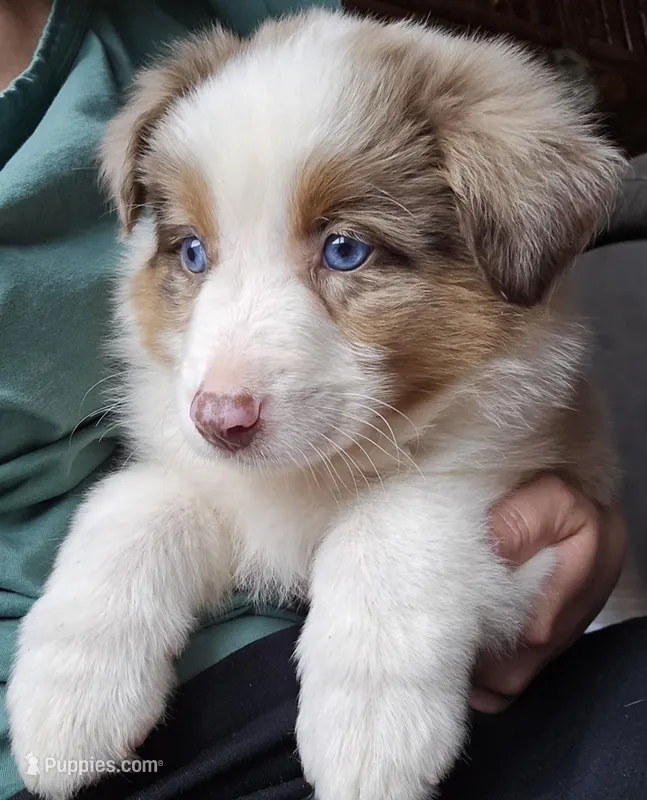 Willow  – Australian Shepherd puppy for sale in Sacramento, CA