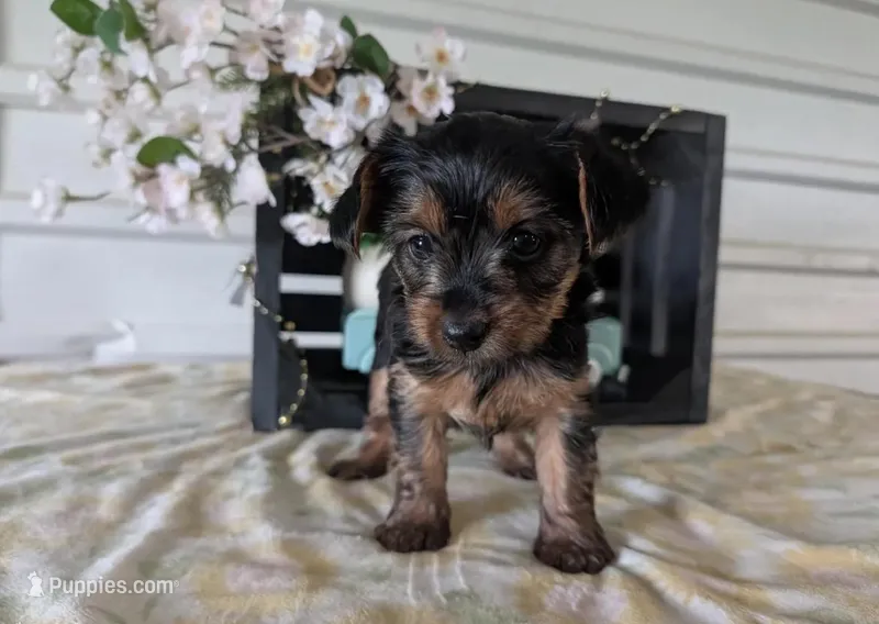 August  – Yorkshire Terrier puppy for sale in Sacramento, CA