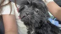 Talia, a female Shih Tzu for sale in Winston-Salem, NC – 3 of 4