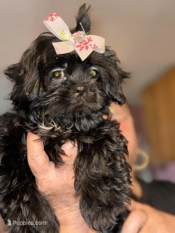 Littlest Girly – Shih Tzu puppy for sale in Winston-Salem, NC