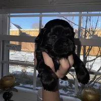 Talia, a female Shih Tzu for sale in Winston-Salem, NC – 4 of 4