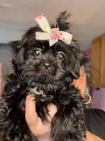 Talia, a female Shih Tzu for sale in Winston-Salem, NC – 2 of 4