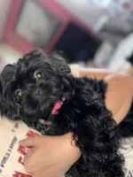 Pretty Girly, a female Shih Tzu for sale in Winston-Salem, NC – Photo 1 of 2