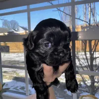 Pretty Girly, a female Shih Tzu for sale in Winston-Salem, NC – Photo 2 of 2