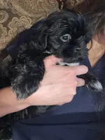 Sugar, a male Shih Tzu for sale in Winston-Salem, NC – 2 of 6