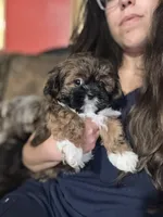 Merengue, a male Shih Tzu for sale in Winston-Salem, NC – 7 of 7