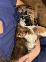 Merengue, a male Shih Tzu for sale in Winston-Salem, NC – 4 of 7