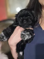 Hermosa, a female Shih Tzu for sale in Winston-Salem, NC – 4 of 6