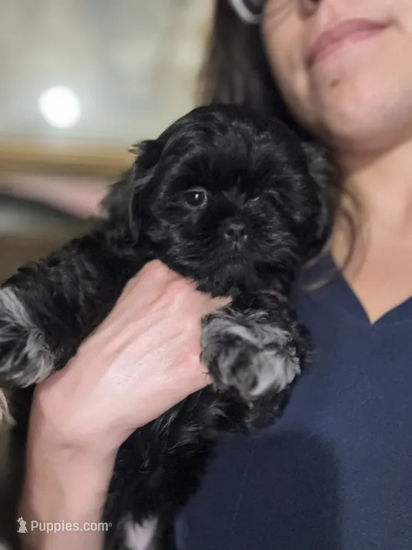 Hermosa – Shih Tzu puppy for sale in Winston-Salem, NC