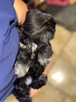 Hermosa, a female Shih Tzu for sale in Winston-Salem, NC – 5 of 6