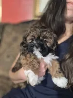 Merengue, a male Shih Tzu for sale in Winston-Salem, NC – 5 of 7